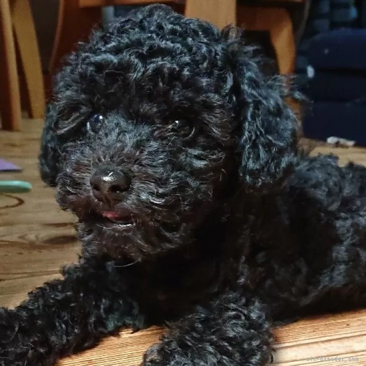 ID：2406-02545の子犬