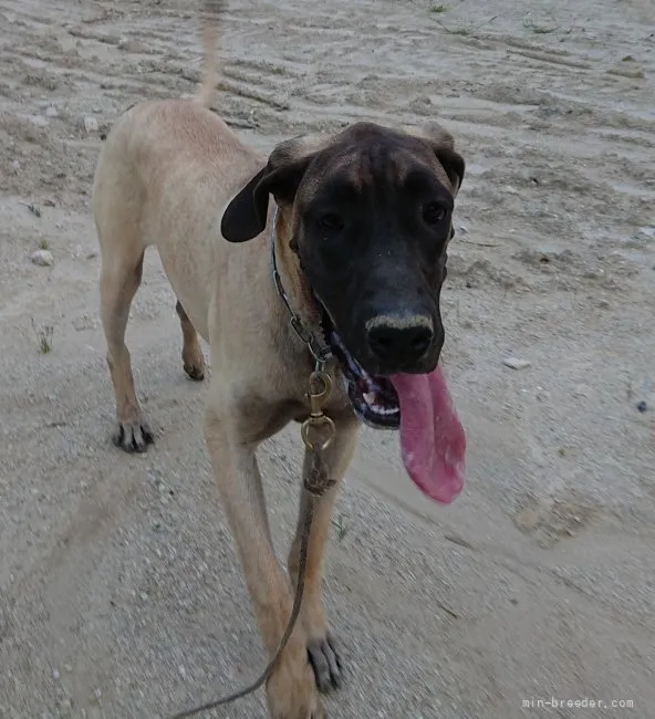 ID:2201-02252の子犬