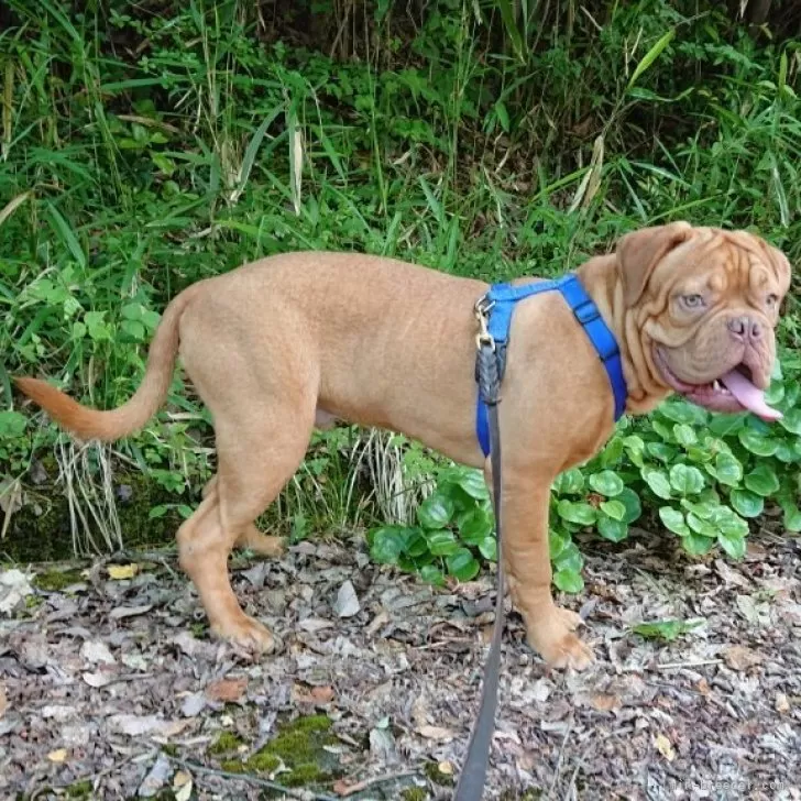 ID:2403-03804の子犬
