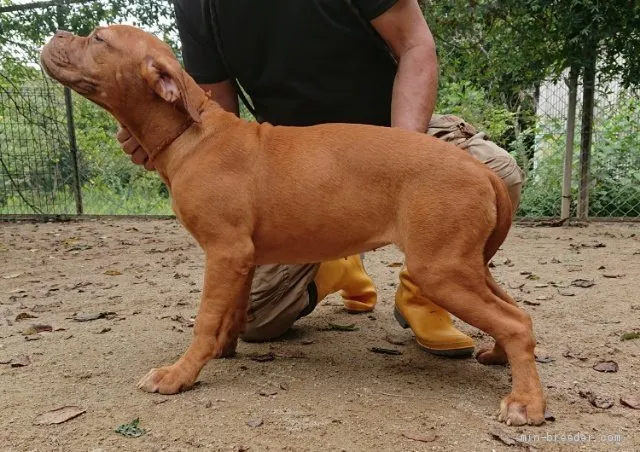 ID:1906-01866の子犬