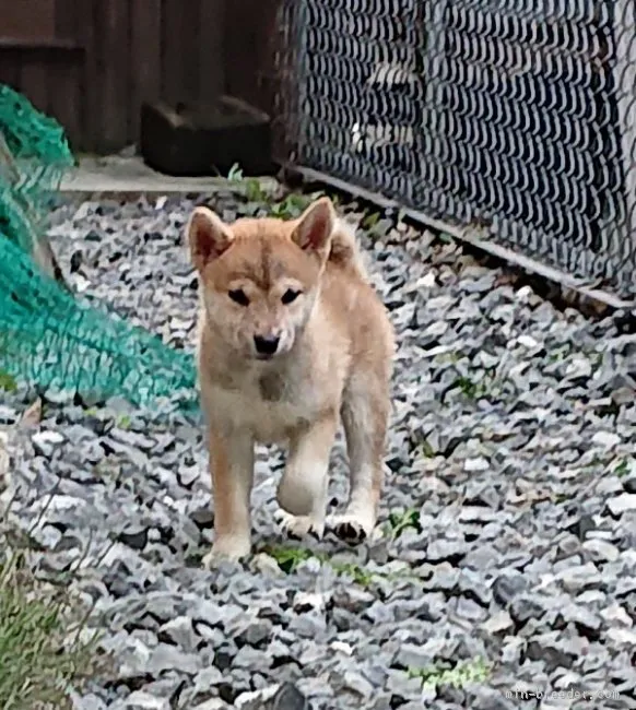 ID：1808-02622の子犬