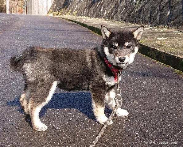 ID:2011-02293の子犬