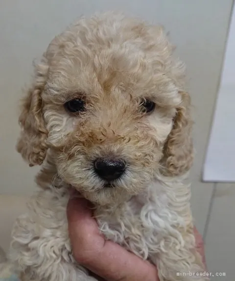 ID:2011-03149の子犬