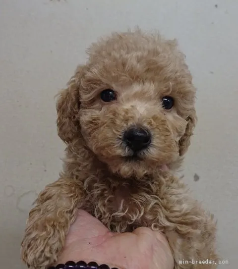 あつ子 様のお迎えした子犬