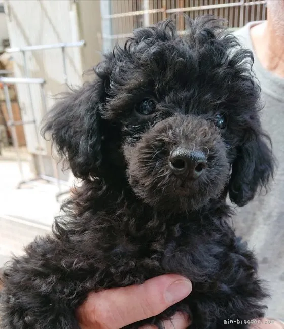 ID:1909-02909の子犬