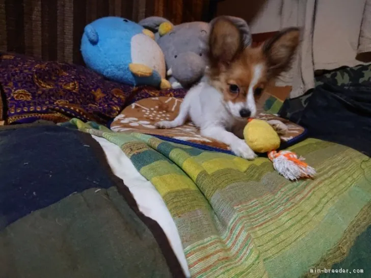 ミクpp 様のお迎えした子犬