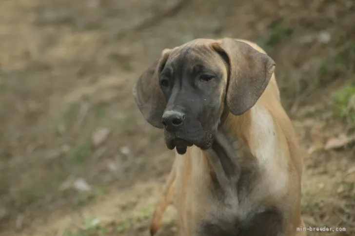 ID:2201-02251の子犬