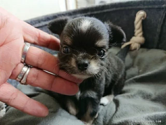 たばら 様のお迎えした子犬