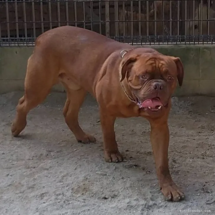ID：2301-03288の子犬