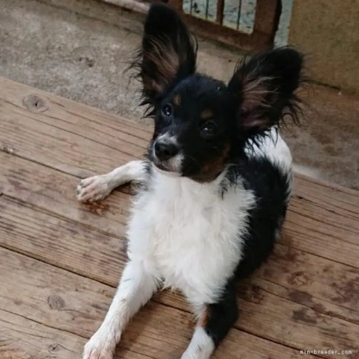 ID:2207-02139の子犬