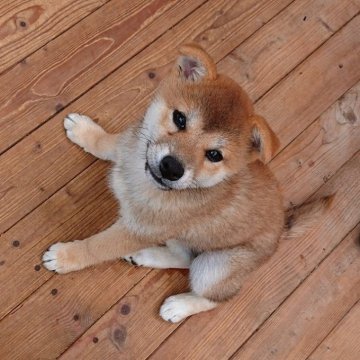 柴犬(標準サイズ)【広島県・女の子・2024年2月21日・赤】の写真「垂れた耳が可愛らしいとても人なっこい子」
