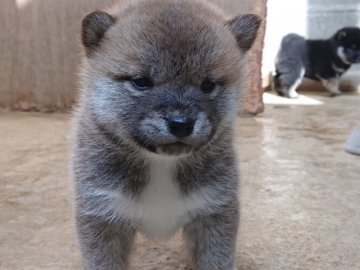 柴犬(標準サイズ)【広島県・男の子・2020年1月22日・赤  茶色】の写真「小ぶりの柴犬でとってもかっこいい顔してます。」