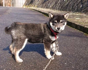 柴犬(標準サイズ)【広島県・女の子・2020年9月18日・黒  黒茶】の写真「かわいい顔の小さな女の子」