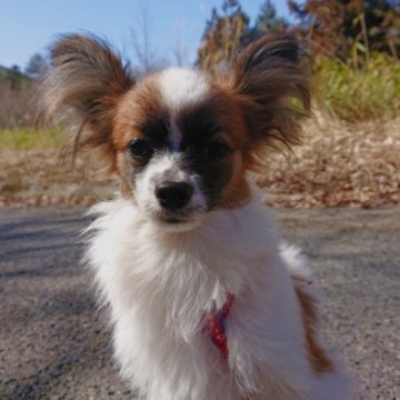 パピヨン【広島県・男の子・2022年8月24日・白茶 ホワイト&セーヴル】の写真「お散歩デビューしました。」