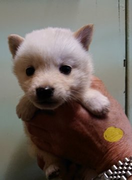 柴犬(標準サイズ)【広島県・女の子・2021年1月6日・淡赤 白】の写真「まるでぬいぐる！かわいい白柴(淡赤)の女の子」