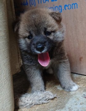 柴犬(標準サイズ)【広島県・男の子・2020年7月20日・赤   茶色】の写真「三頭兄妹の男の子！ワクチン一回目サービスです。」