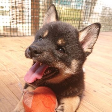 柴犬(標準サイズ)【広島県・女の子・2024年2月14日・黒】の写真「ちっさめのかわいい女の子です。」