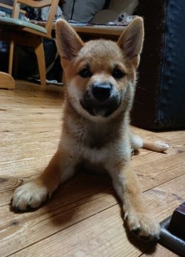 柴犬(標準サイズ)【広島県・男の子・2019年5月10日・赤ゴマ】の写真「やんちゃでかわいいボクチャンです。」