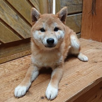 柴犬(標準サイズ)【広島県・男の子・2023年10月23日・赤 茶色】の写真「かわいい顔の僕ちゃん。」