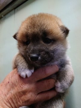 柴犬(標準サイズ)【広島県・男の子・2022年2月21日・赤】の写真「ぷくぷくのかわいいボクちゃん」