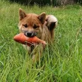柴犬(標準サイズ)【広島県・男の子・2024年2月14日・赤  茶色 赤ゴマ】の写真1「バランスの良い柴犬です。」