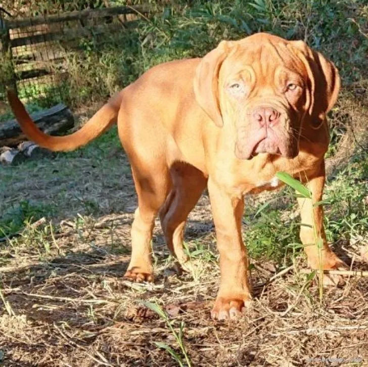 ID:2210-02991の子犬