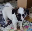 パピヨン【広島県・女の子・2019年3月19日・茶白】の写真2