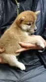 柴犬(標準サイズ)【広島県・女の子・2023年10月23日・赤 茶色】の写真2