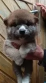 柴犬(標準サイズ)【広島県・男の子・2024年2月21日・赤】の写真3