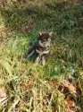 柴犬(標準サイズ)【広島県・女の子・2020年9月18日・黒  黒茶】の写真5