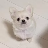 チワワ(ロング)
