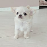 チワワ(ロング)