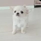 チワワ(ロング)