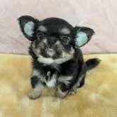チワワ(ロング)