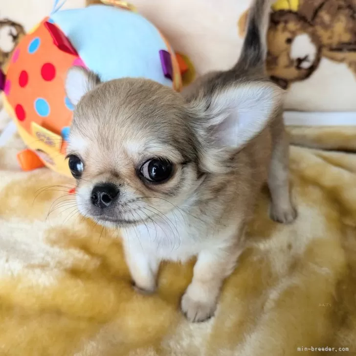 ID：2408-08347の子犬
