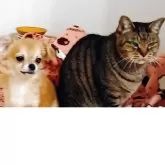 チワワ(ロング)【埼玉県・男の子・2025年6月11日・フォーン】の写真10