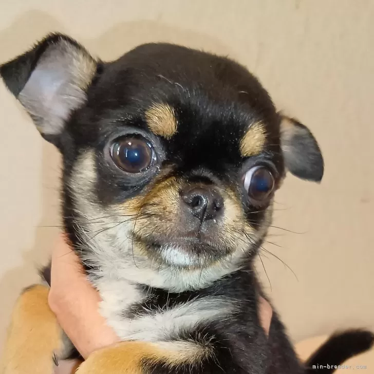 めめこBABY DOLLまとめ売り24 めめこ様専用BABY DOLLまとめ売り24