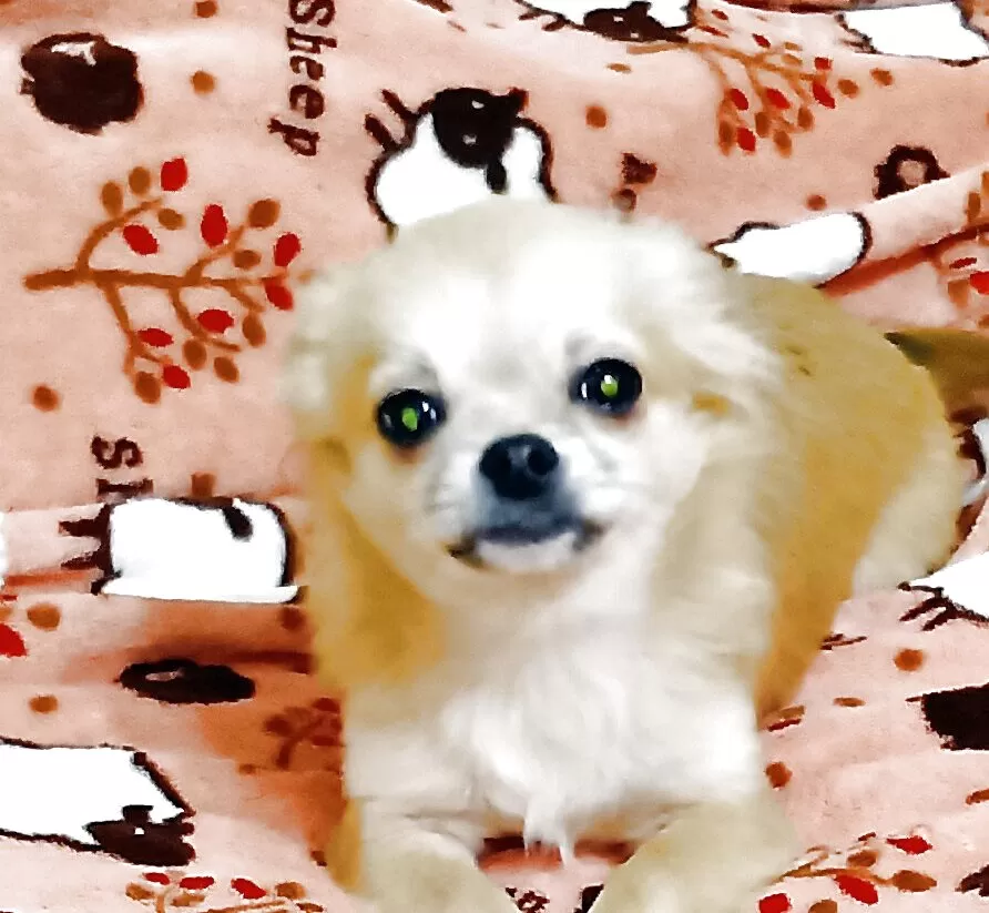 チワワ(ロング)【埼玉県・男の子・2025年6月11日・フォーンホワイト】の写真1「お耳は通常は立ち上がっています。」