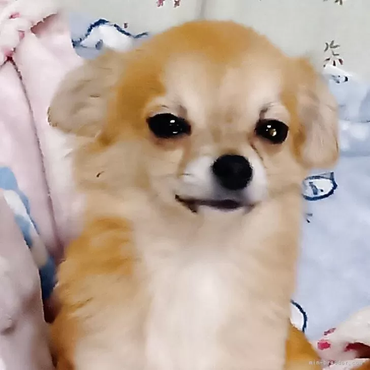 チワワ(ロング)【埼玉県・男の子・2025年6月11日・フォーン】の写真1「お耳まだ完全に立ち上がっていませんが、徐々に立って来ると思います。」