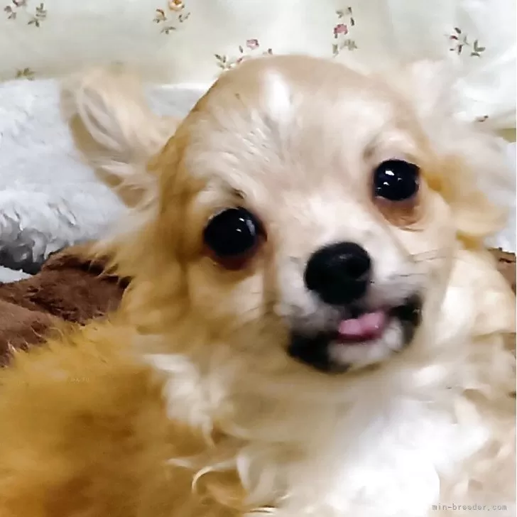 チワワ(ロング)【埼玉県・男の子・2025年6月11日・フォーンホワイト】の写真1「元気良く、ほぼ食事もドライになっています。」