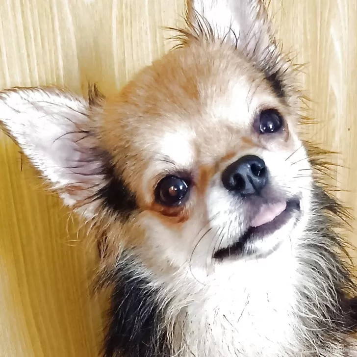 チワワ(ロング)【埼玉県・男の子・2024年12月10日・レッドセーブル】の写真1「体重2キロ代です。成長はこれから横ばい状態になると思います。」