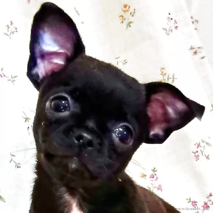 チワワ(スムース)【埼玉県・男の子・2025年9月2日・ブラックソリッド】の写真1「真っ黒君で、写真撮影の際にお顔立ちが判り易い様に、少し陰影の加工をしています。」