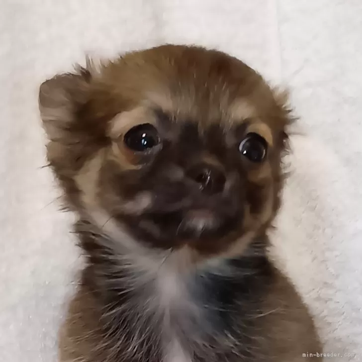 Y.O 様のお迎えした子犬