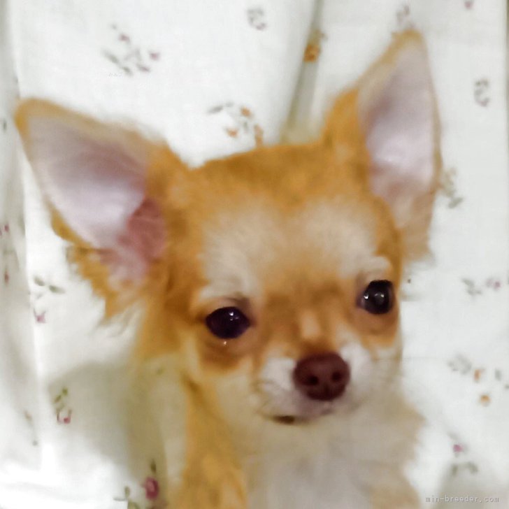 ブリーダー画像