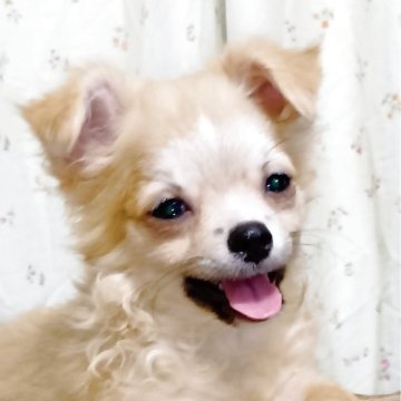 チワワ(ロング)【埼玉県・男の子・2025年6月11日・フォーンホワイト】の写真「ややウェーブのかかったロングのコ。甘えん坊です。」