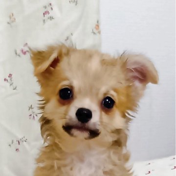 チワワ(ロング)【埼玉県・男の子・2025年6月11日・フォーンホワイト】の写真「ややウェーブのかかったロングのコ。甘えん坊です。」
