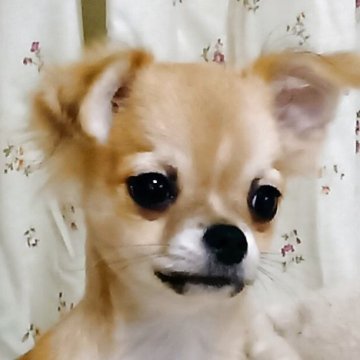 チワワ(ロング)【埼玉県・男の子・2025年6月11日・フォーン】の写真「キリッと元気な男の子。総額表示です。」