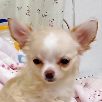 チワワ(ロング)【埼玉県・女の子・2025年8月23日・クリーム】の写真「ややウェーブのかかった毛足の
小ぶりちゃんです。」
