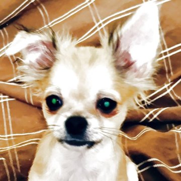 チワワ(ロング)【埼玉県・男の子・2025年6月11日・フォーンホワイト】の写真「ロングですが…短めの毛足
小柄君です。」