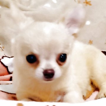 チワワ(ロング)【埼玉県・女の子・2025年8月23日・クリーム】の写真「小ぶりなおちゃめちゃん。」